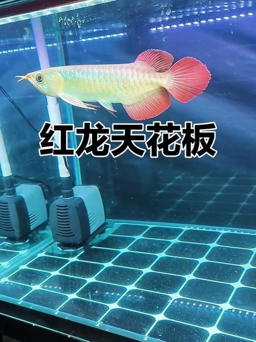 如何判斷一條龍魚是否血統純正？，如何判斷一條龍魚是否純正