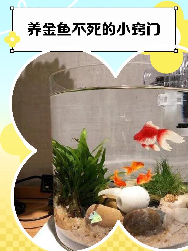 有哪些措施可以預防金魚死亡，——金魚死亡的原則