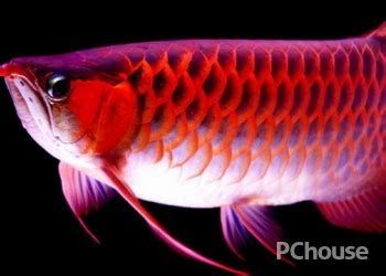 有哪些適合龍魚吃的小魚？，如何選擇適合龍魚食用的小魚 有哪些適合龍魚吃的小魚？，如何選擇適合龍魚食用的小魚 龍魚百科 第3張