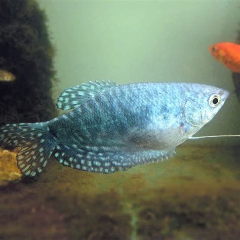 有哪些適合龍魚吃的小魚？，如何選擇適合龍魚食用的小魚 有哪些適合龍魚吃的小魚？，如何選擇適合龍魚食用的小魚 龍魚百科 第4張