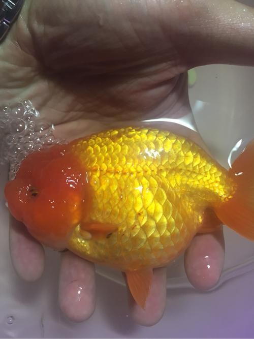 如何預防金魚傷口感染,arxiv論文助手arxiv論文助手預防金魚傷口感染 龍魚百科 第5張 如何預防金魚傷口感染,arxiv論文助手arxiv論文助手預防金魚傷口感染 如何預防金魚傷口感染,arxiv論文助手arxiv論文助手預防金魚傷口感染 龍魚百科 第5張