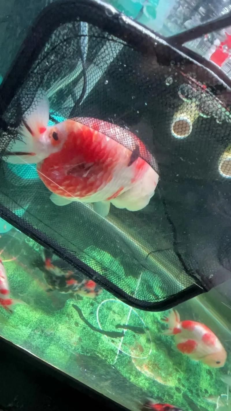 如何預防金魚傷口感染,arxiv論文助手arxiv論文助手預防金魚傷口感染 龍魚百科 第6張 如何預防金魚傷口感染,arxiv論文助手arxiv論文助手預防金魚傷口感染 如何預防金魚傷口感染,arxiv論文助手arxiv論文助手預防金魚傷口感染 龍魚百科 第6張