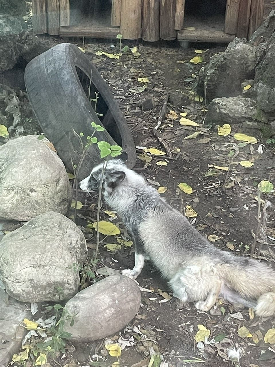 漂亮，“漂亮”這一概念的多維性及其在不同文化和語境中的表現(xiàn)