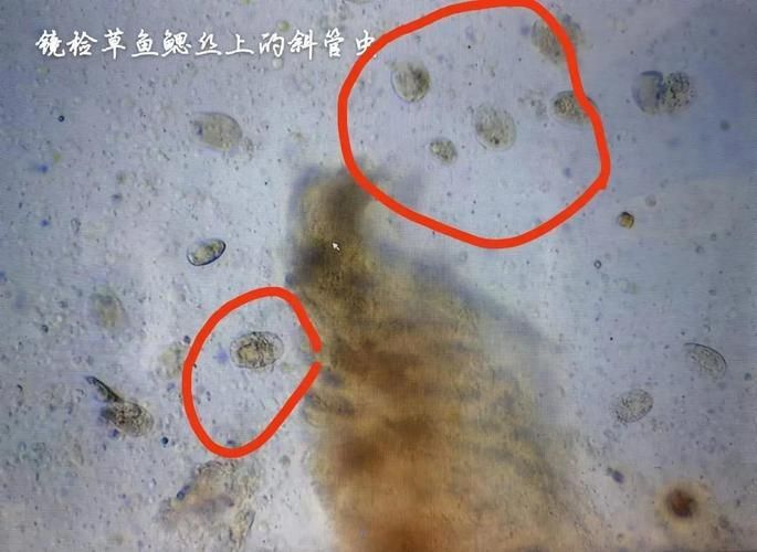 不同魚種感染魚鰓病有何差異，arxiv論文助手arxiv論文助手（arxiv論文助手論文助手）