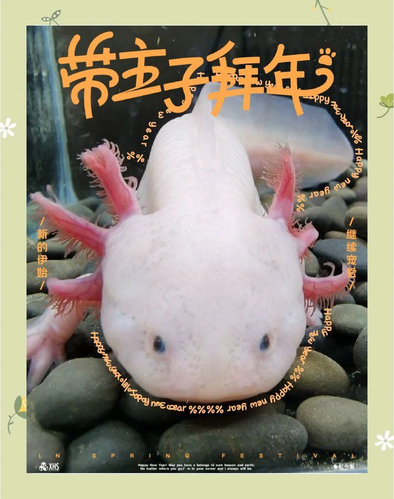 如何控制六角恐龍魚的水溫，六角恐龍魚適宜水溫及降溫方法詳解