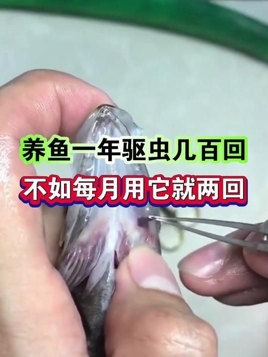 有哪些植物提取物可以有效殺滅魚寄生蟲，如何正確使用植物提取物殺滅魚寄生蟲