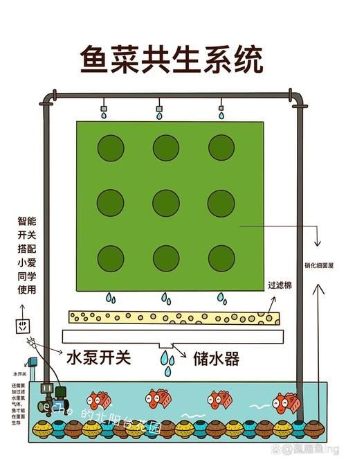 能否提供更多貓魚共養(yǎng)的布局示意圖，貓魚共養(yǎng)布局示意圖描述貓魚共養(yǎng)中常見的誤區(qū)有哪些
