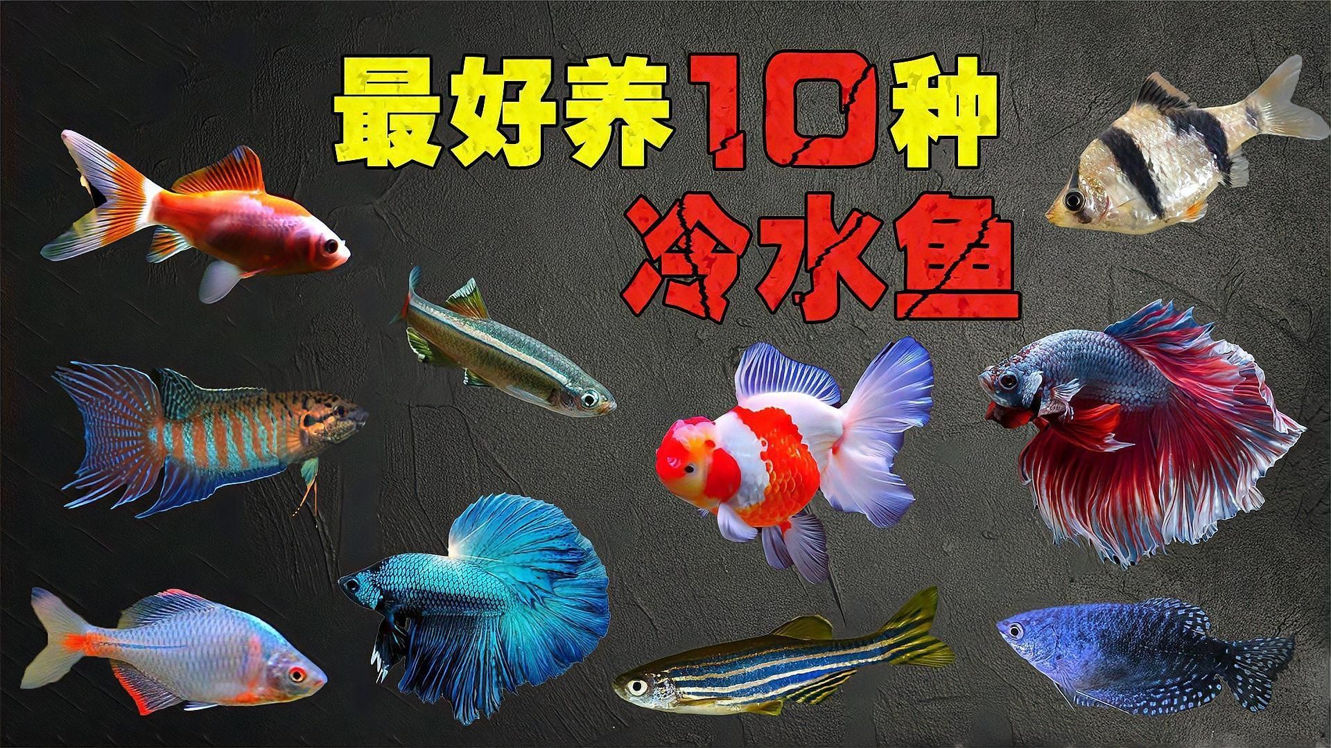 十大最好養的觀賞魚，最好養的觀賞魚