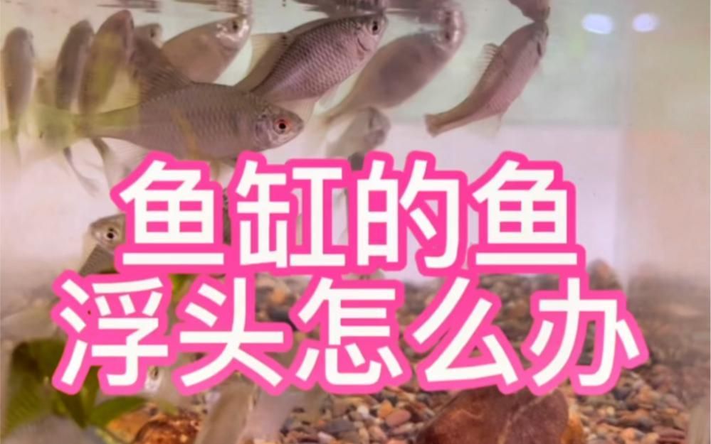 魚浮頭怎么解決最快，浮頭，即魚類因缺氧而浮出水面呼吸的現(xiàn)象是養(yǎng)殖中常見的問題