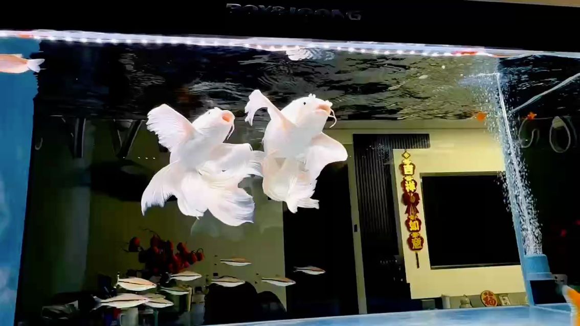 哈哈，哈哈，生活樂趣