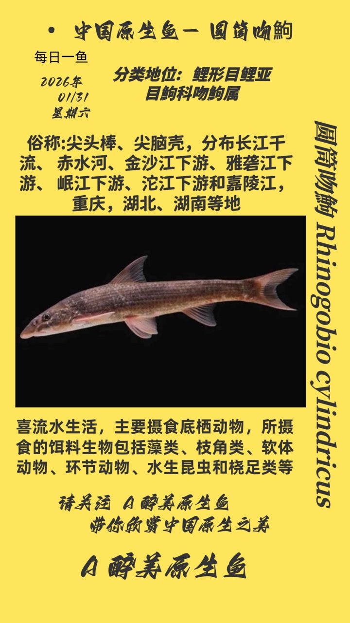 圓筒吻鮈，筒吻鮈是一種淡水魚類