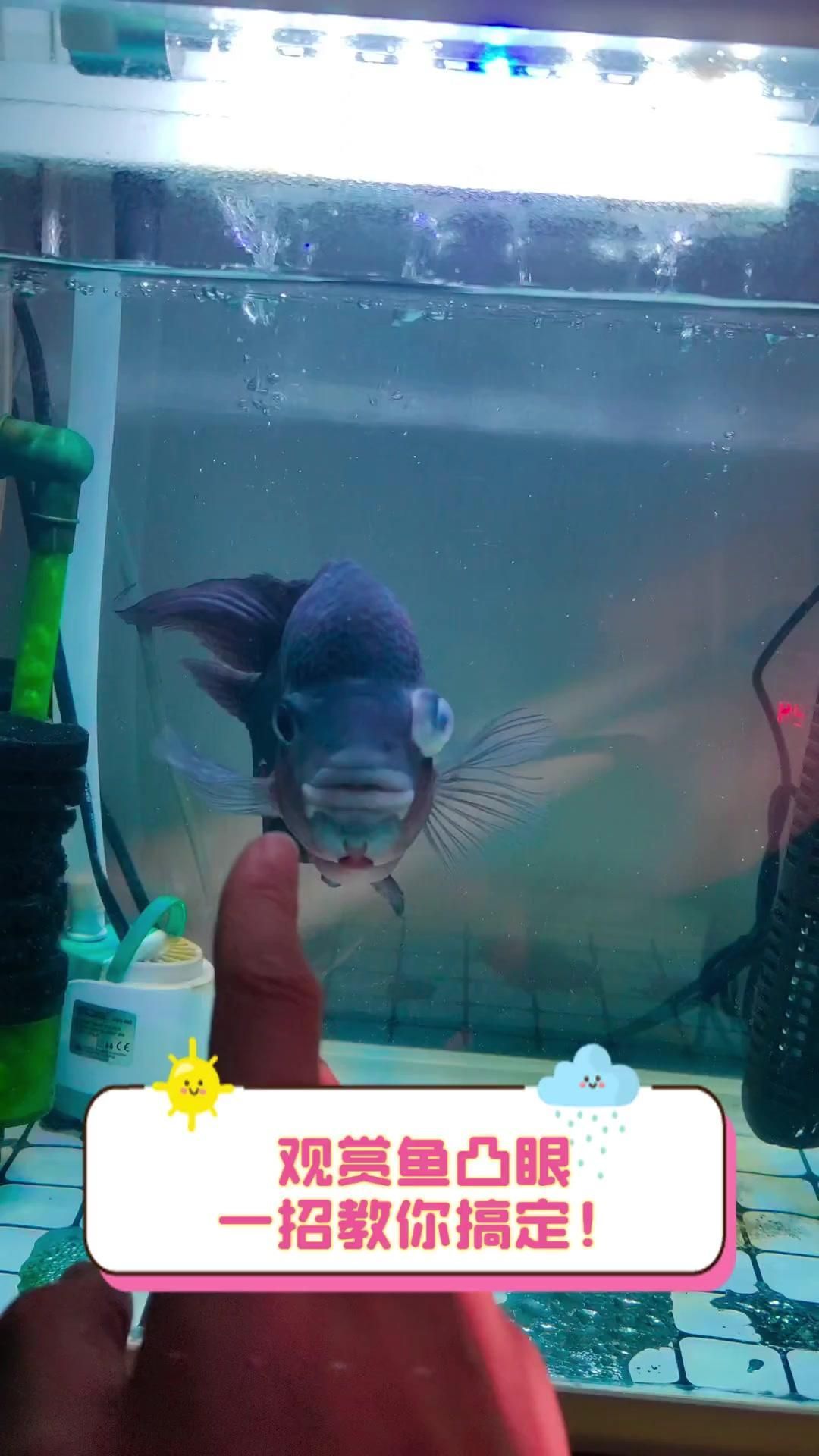 哪種方法治療觀賞魚突眼最有效，治療觀賞魚突眼的方法