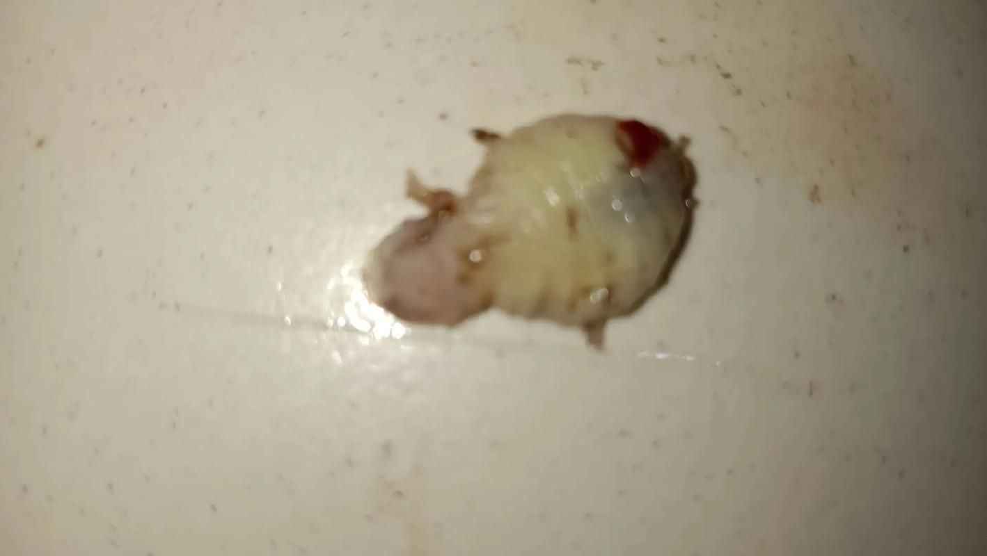魚肚子里寄生蟲圖片，給我一些魚肚子里寄生蟲的圖片,有哪些方法可以殺滅魚中的寄生蟲？