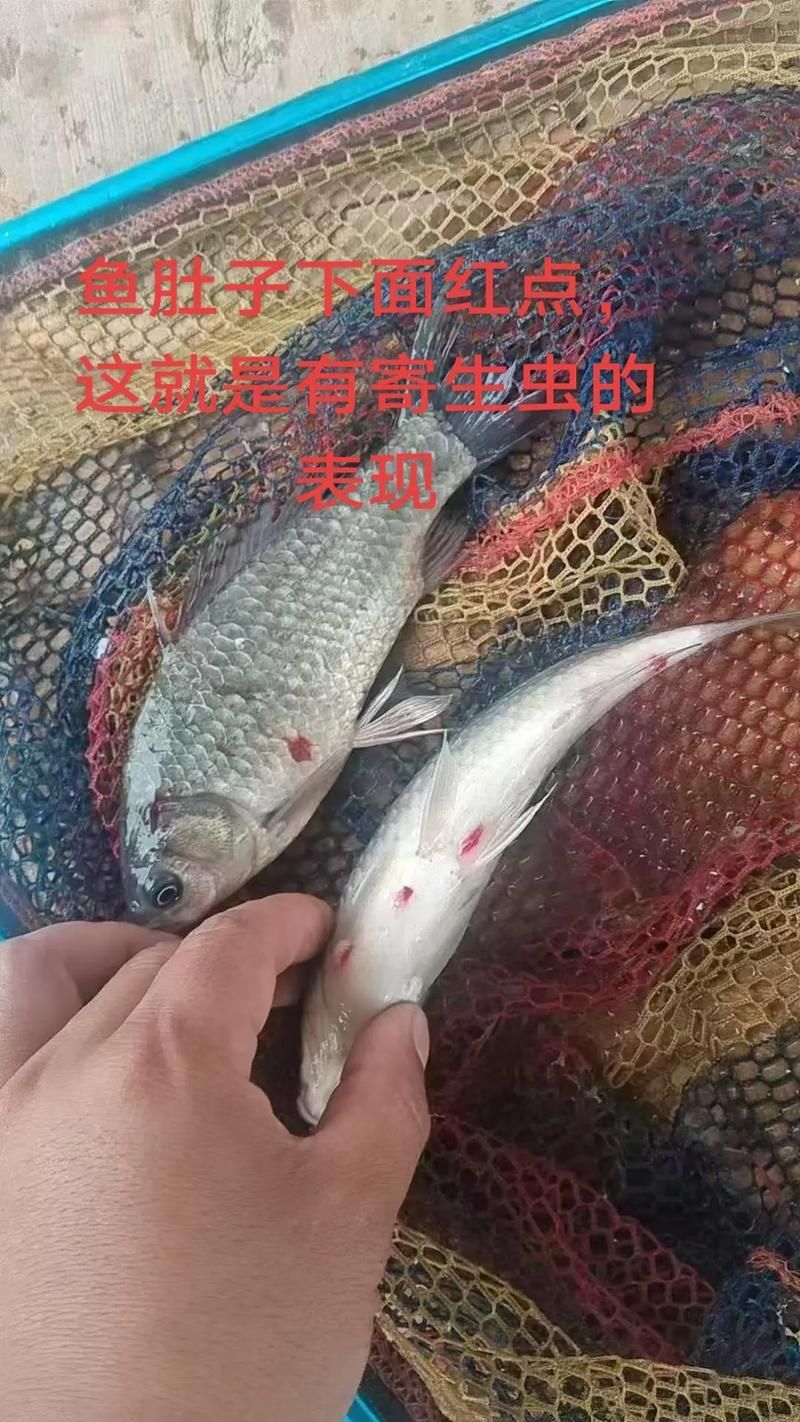 魚肚子里寄生蟲圖片，給我一些魚肚子里寄生蟲的圖片,有哪些方法可以殺滅魚中的寄生蟲？