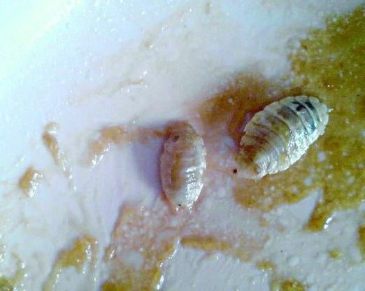 魚肚子里寄生蟲圖片，給我一些魚肚子里寄生蟲的圖片,有哪些方法可以殺滅魚中的寄生蟲？