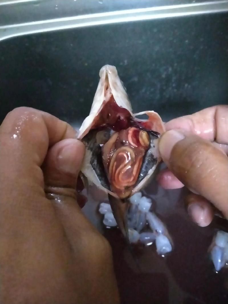 魚肚子里寄生蟲圖片，給我一些魚肚子里寄生蟲的圖片,有哪些方法可以殺滅魚中的寄生蟲？