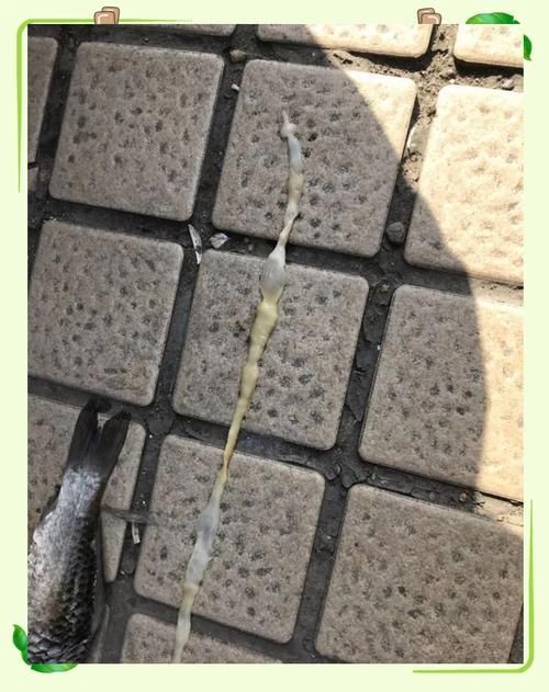 魚肚子里寄生蟲圖片，給我一些魚肚子里寄生蟲的圖片,有哪些方法可以殺滅魚中的寄生蟲？