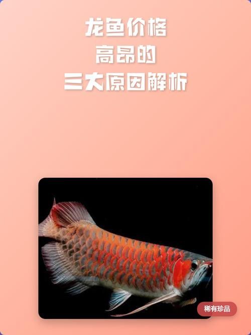 未來龍魚價格走勢如何預測，未來龍魚價格走勢有哪些影響因素