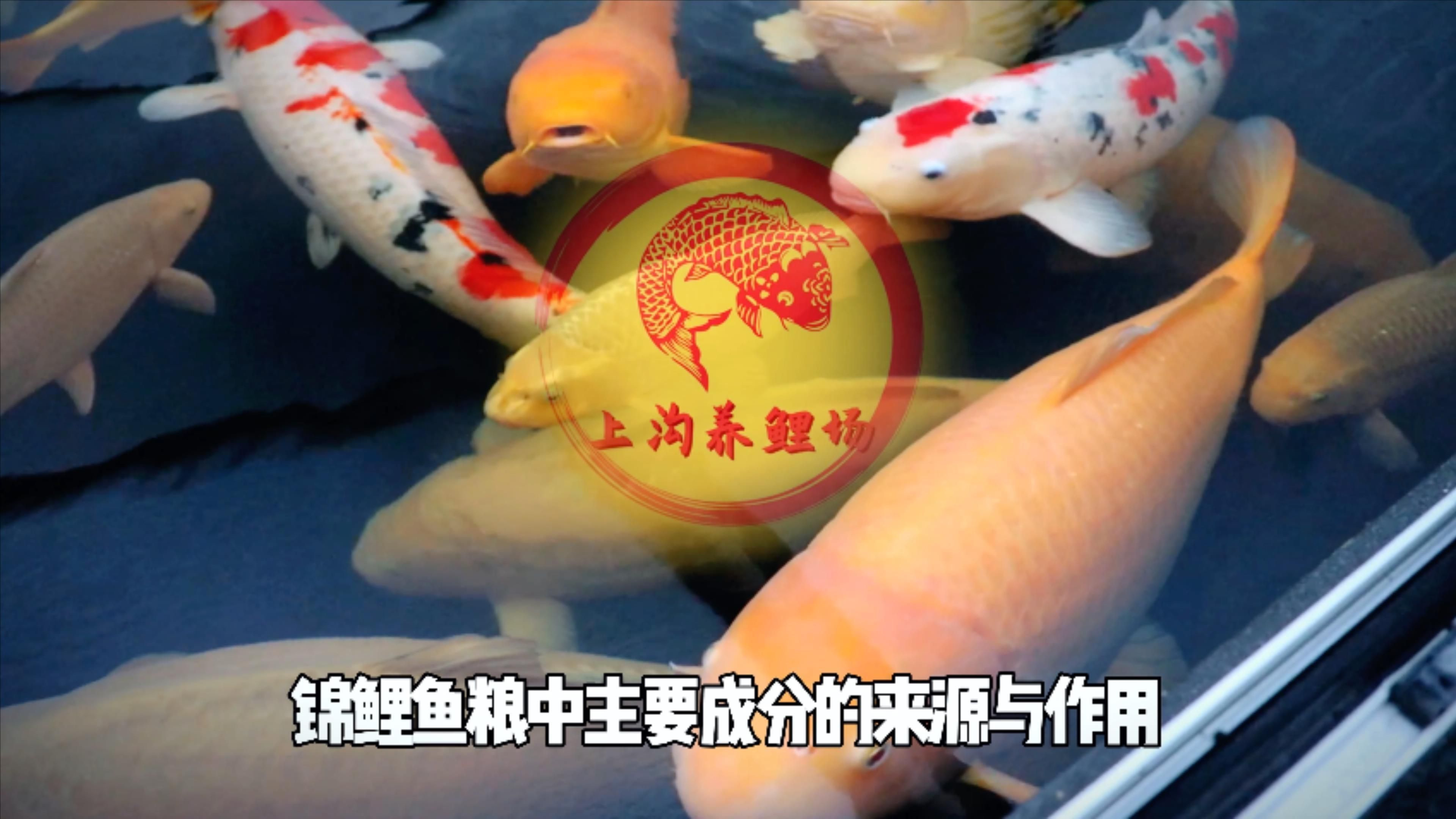 魚飼料中哪些成分最重要，飼料中的成分對魚類的健康和生長至關重要