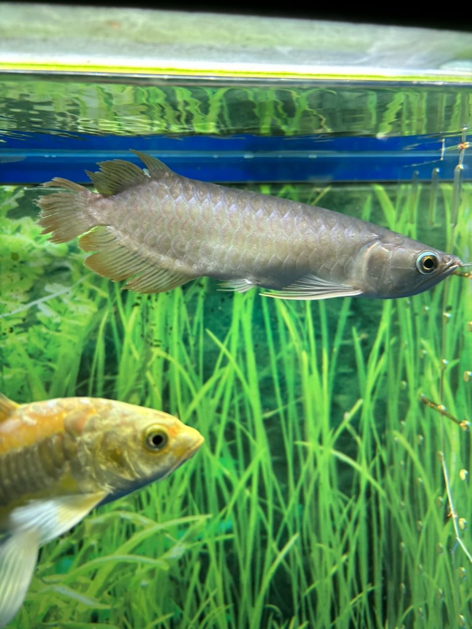 才長(zhǎng)好的尾鰭又跳過(guò)去被揍了，_阿銀評(píng)論：才長(zhǎng)好的尾鰭又跳過(guò)去被揍了