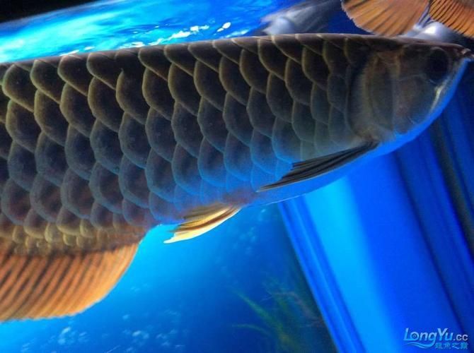 給我一些龍魚黑鱗的圖片示例，真假黑龍魚有哪些飼養技巧黑龍魚市場價格是多少