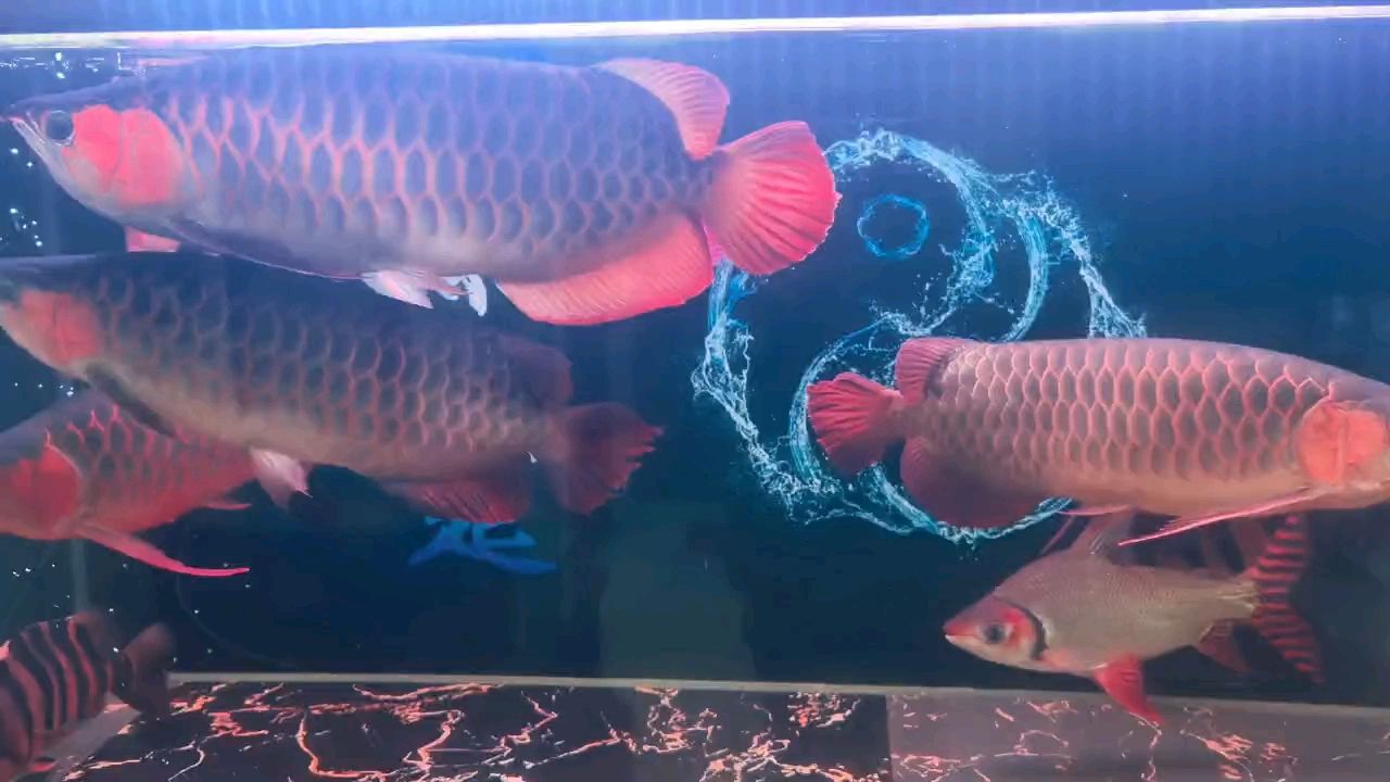 紅龍，動物圖集：紅龍