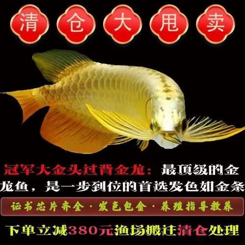 金頭金龍魚多少錢，金頭金龍魚的市場價格走勢