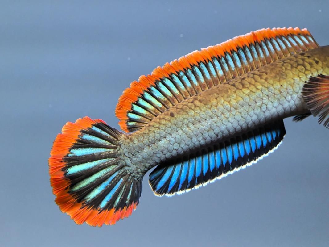 40個種雷龍魚圖片，40種常見或具有代表性的雷龍魚品種詳解