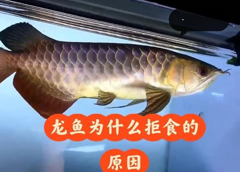 龍魚拒食后多久會恢復，龍魚拒食后多久會恢復食欲