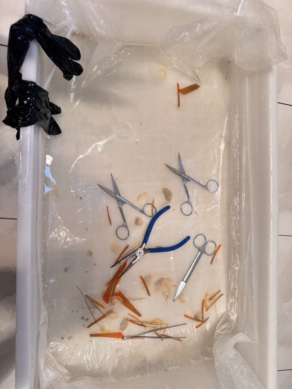 運(yùn)輸臀鰭折了9根 順便給修整下，它，運(yùn)輸臀鰭折了9根順便給修整下