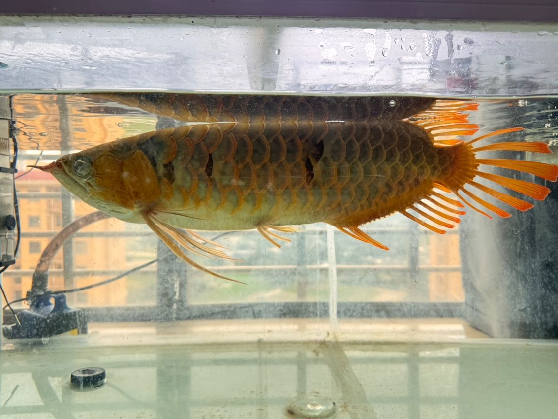 運(yùn)輸臀鰭折了9根 順便給修整下，它，運(yùn)輸臀鰭折了9根順便給修整下