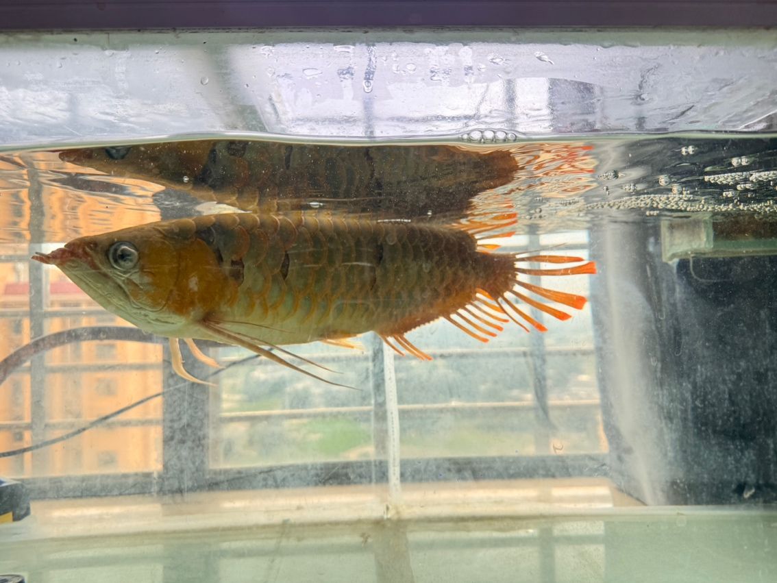 運(yùn)輸臀鰭折了9根 順便給修整下，它，運(yùn)輸臀鰭折了9根順便給修整下