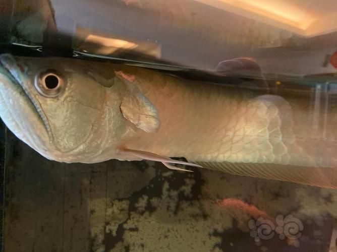 龍魚鰓蓋摔斷圖片大全，龍魚鰓蓋摔斷后如何護理龍魚鰓蓋摔斷后如何護理