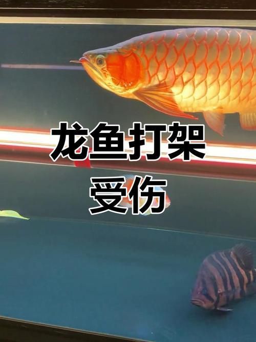 龍魚鰓蓋摔斷圖片大全，龍魚鰓蓋摔斷后如何護理龍魚鰓蓋摔斷后如何護理