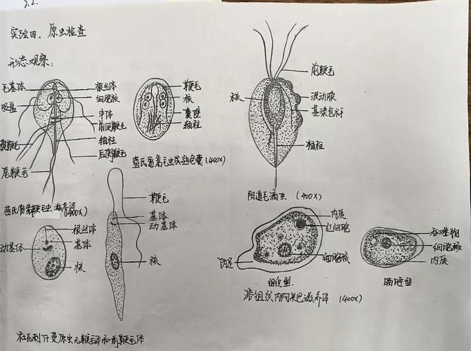 如何預(yù)防鲅魚寄生蟲感染，預(yù)防鲅魚寄生蟲感染
