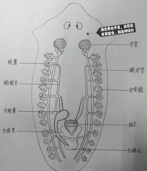 如何預(yù)防鲅魚寄生蟲感染，預(yù)防鲅魚寄生蟲感染