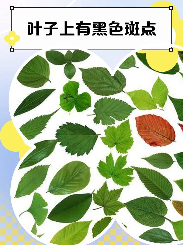 有哪些有效的黑斑病治療方法，植物黑斑病怎么治療