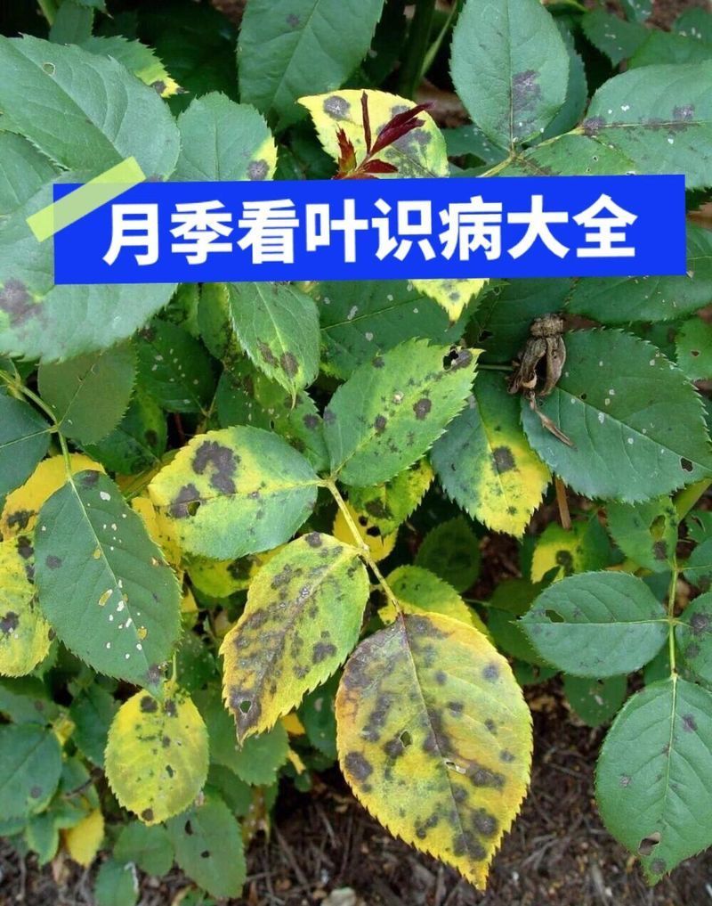有哪些有效的黑斑病治療方法，植物黑斑病怎么治療