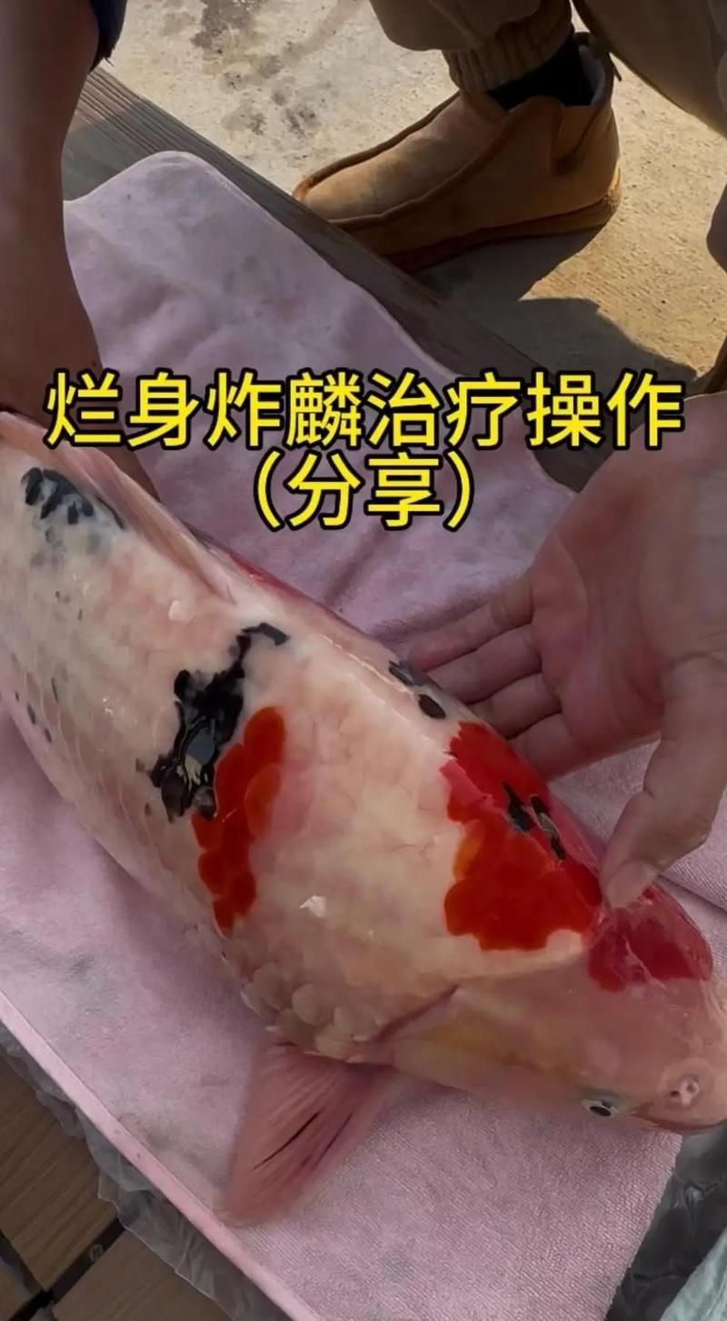 錦鯉炸鱗最有效的藥物有哪些，如何治療錦鯉炸鱗