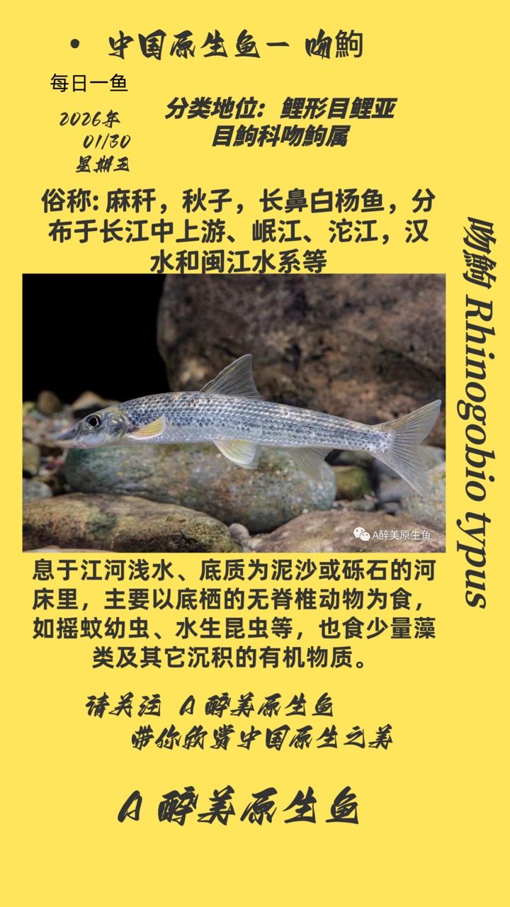 吻鮈，中國傳統水產養殖品種之一，吻鮈可以生長得較快，且肉質鮮美