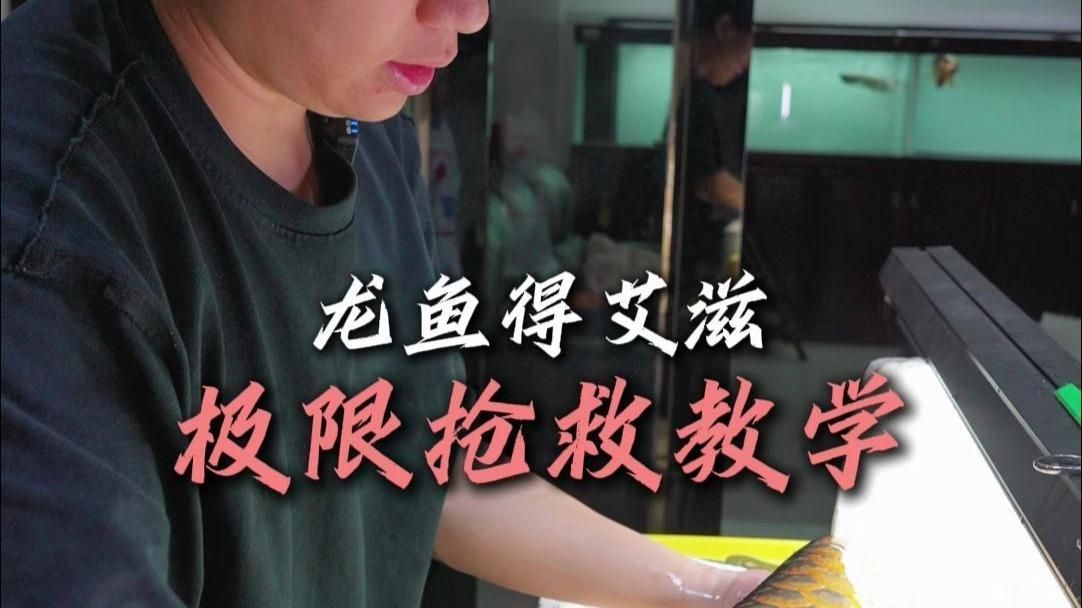龍魚得了這十種病中的一種，應該如何治療？，十種常見龍魚疾病治療方案