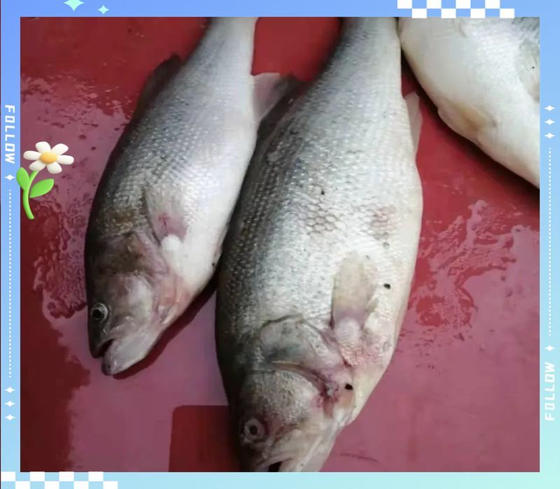 如何預(yù)防魚鰓蓋潰爛感染，養(yǎng)魚技術(shù)｜魚鰓、潰爛、疾病防治