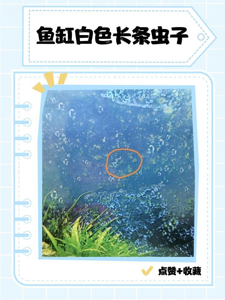 如何判斷魚是否感染了白色線蟲，如何判斷魚感染了白線蟲