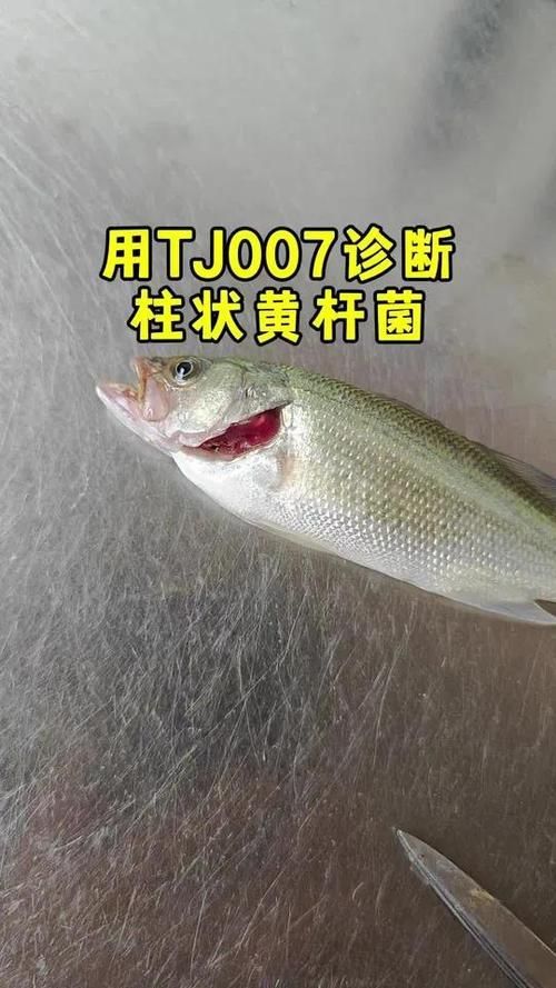 如何區(qū)分魚類真菌和細菌感染，如何區(qū)分魚類真菌感染與細菌感染 如何區(qū)分魚類真菌和細菌感染，如何區(qū)分魚類真菌感染與細菌感染 龍魚百科 第10張