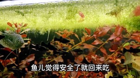 魚不吃食的原因及解決方法，魚不吃食怎么辦