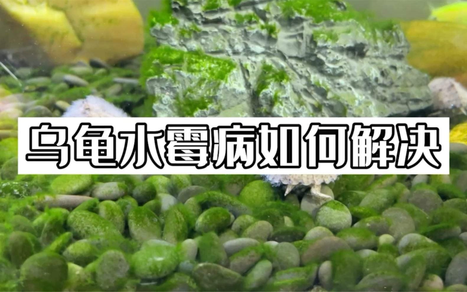 水霉病的魚(yú)怎么治療，如何判斷魚(yú)是否感染水霉病 水霉病的魚(yú)怎么治療，如何判斷魚(yú)是否感染水霉病 龍魚(yú)百科 第3張