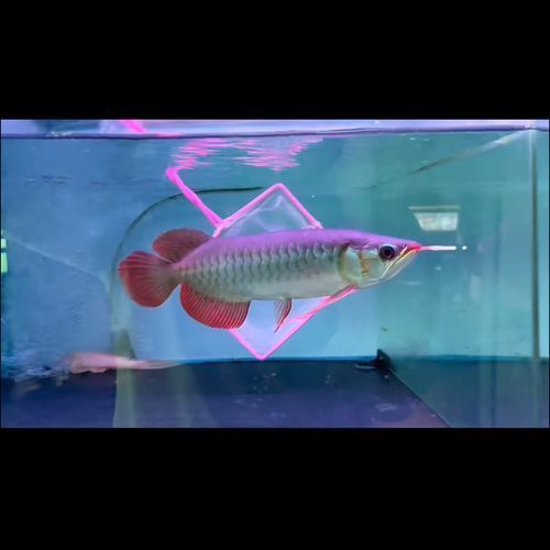 給我推薦一些具有金屬光澤的龍魚品種，具有顯著金屬光澤的龍魚品種