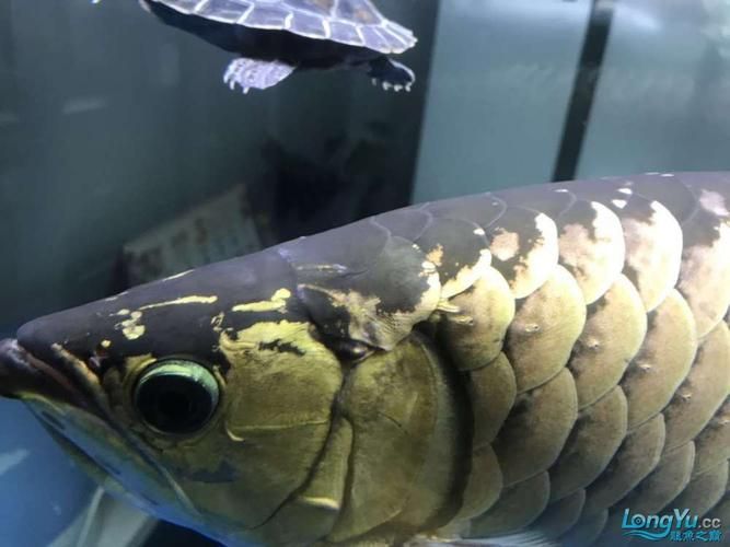 如何區(qū)分龍魚白膜的三種疾病，關(guān)于龍魚白膜病的科學(xué)區(qū)分