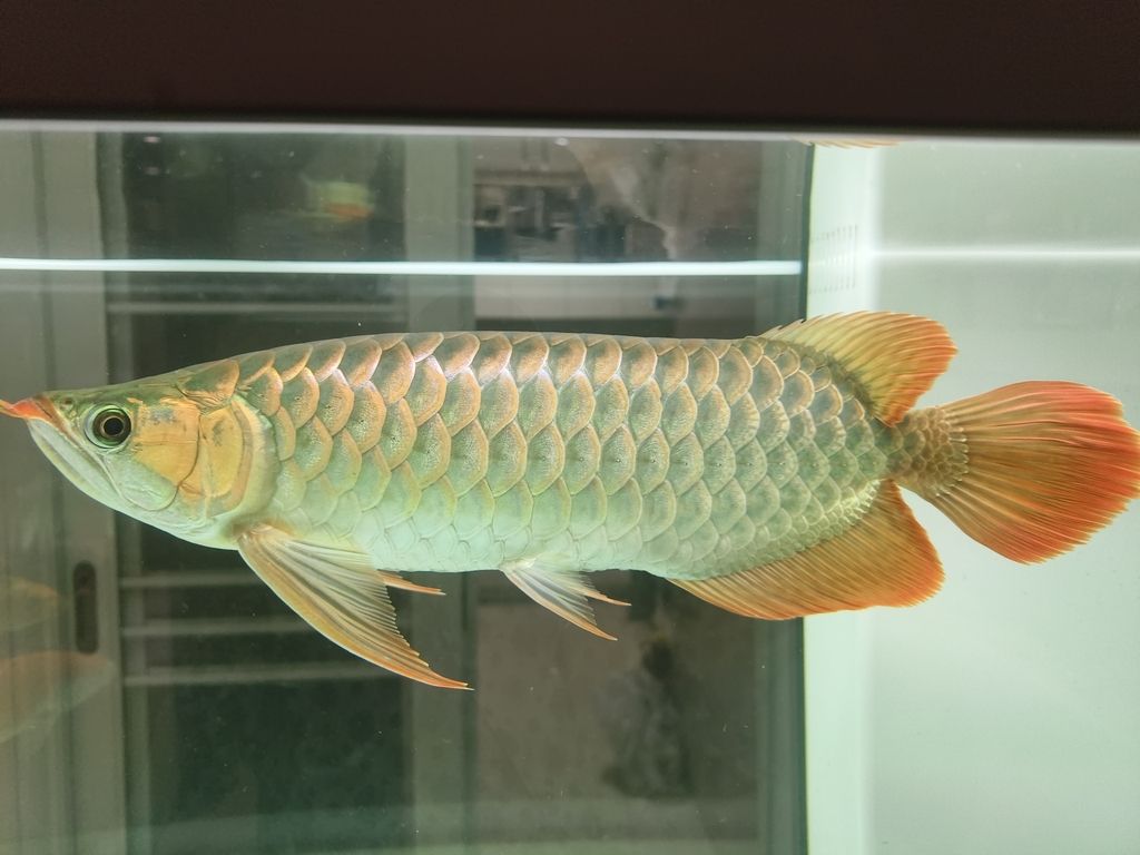到家半年多，還沒有發(fā)色，——頭發(fā)顏色變化