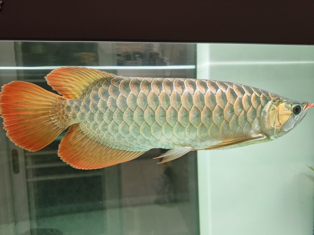 這紅龍還能變紅嗎？？，紅龍的變色能力及其可能的變化，北京老寧評論：需要時間